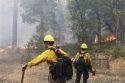 Rim Fire Two Firefighters watching trees burn