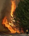 Rim Fire Tree Ablaze with Fire Fighter on Highway 120 08-25-13