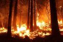 Burnoit Activity at Night Rim Fire 08-30-13