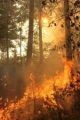 Rim Fire flames2