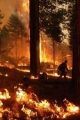 Hotshot Patrols Burn Operation
