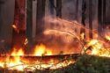 Rim Fire Fuels Ignite