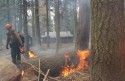 Rim Fire