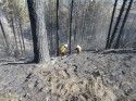 Caltrans worker cut down burnt trees along HWY 120