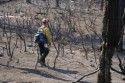Soil Scientist evaluating a burned area of Rim Fire