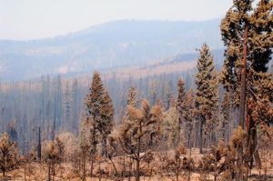 Rim Fire Burned Area