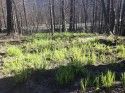 Grass Sprouting Within Rim Fire