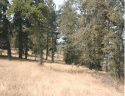 Rim Fire truck shaded fuel break where under growth has been removed to create a strategic advantage for fire control
