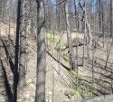 Grass begins to grow in an area of burned out forest