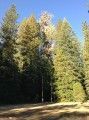 Oldest Sugar Pine Tree (middle and back, tree with gray color)