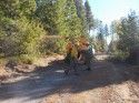 BAER Team Work In Forest