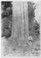 Naturalist John Muir sitting by sugar pine tree in Calaveras County