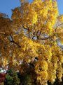Fall Colors
