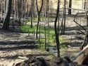 Rim Fire Recovery
