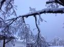 Snow on branches
