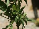 New Cannabis Task Force Was Investigating In Tuolumne County