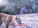 Mountain Lion