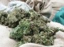 Marijuana