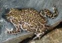 Yosemite Toad