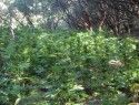 Marijuana Field