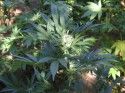 Marijuana Plants