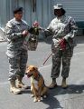 Sonora Dog Heads To Iraq