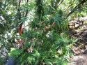 Marijuana