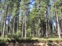 Forest Land
