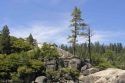 Pinecrest