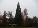 The Tree