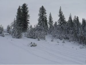 Snow at Little Sweden