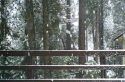 Twain Harte webcam