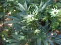 Marijuana Plants