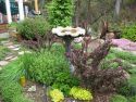 Learning to Love a Winter Garden