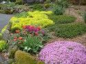 Corsa Garden Tulips