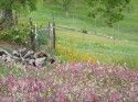 DeAnda Garden Wildflowers