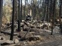 Rim Fire Damage