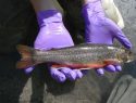 Mercury Study of Fish in National Parks