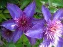 Demo Garden Multiple Clematis.2012