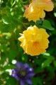 Yellow Rose Close.RO