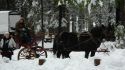 Christmas Horse Drawn Carrage Ride Big Trees