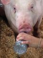 Mother Lode Fair Live Auction
