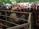 Mother Lode Fair Live Auction