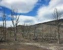 Rim Fire burned trees