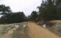 Trash on Jamestown property