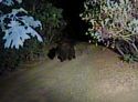 Bear in Twain Harte