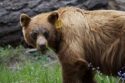 Bear tagged in Yosemite