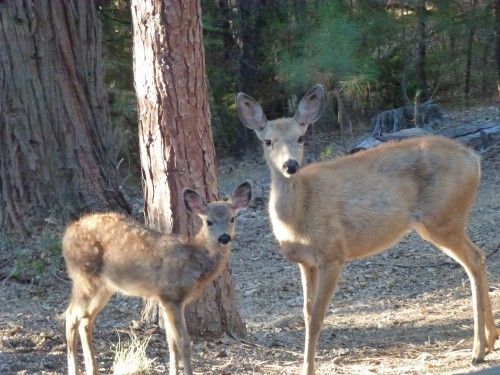 Doe with fawn in Twain Harte