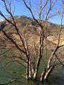 New Melones by Parrots Ferry