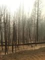 King Fire